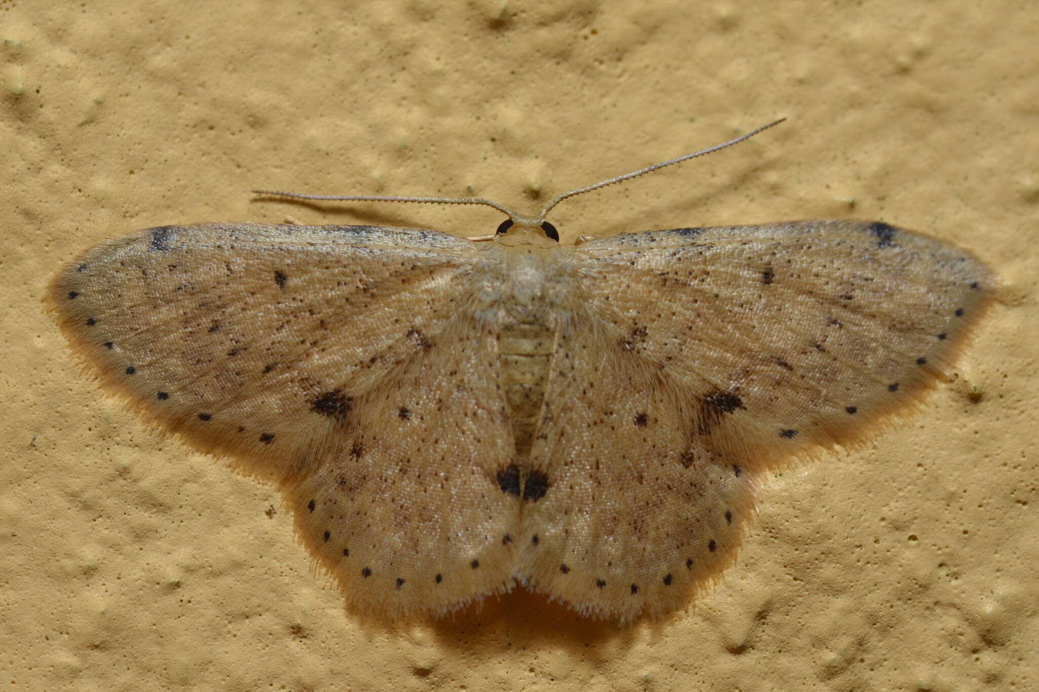 صورة Idaea pilosata Warren 1898