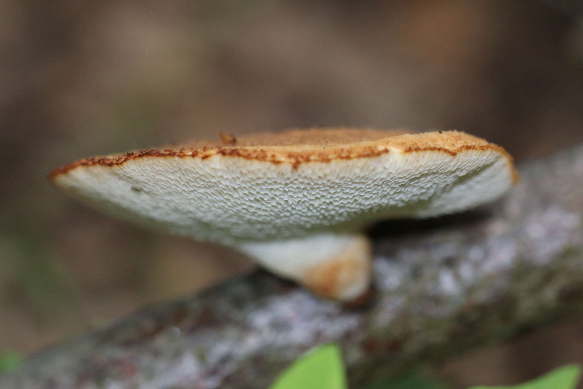 Imagem de Polyporus tuberaster (Jacq. ex Pers.) Fr. 1821