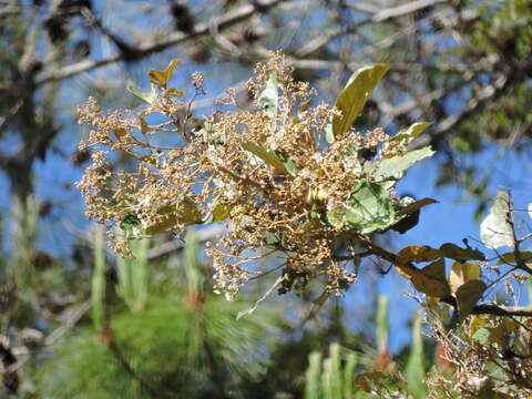 Image of Dombeya lucida Baill.