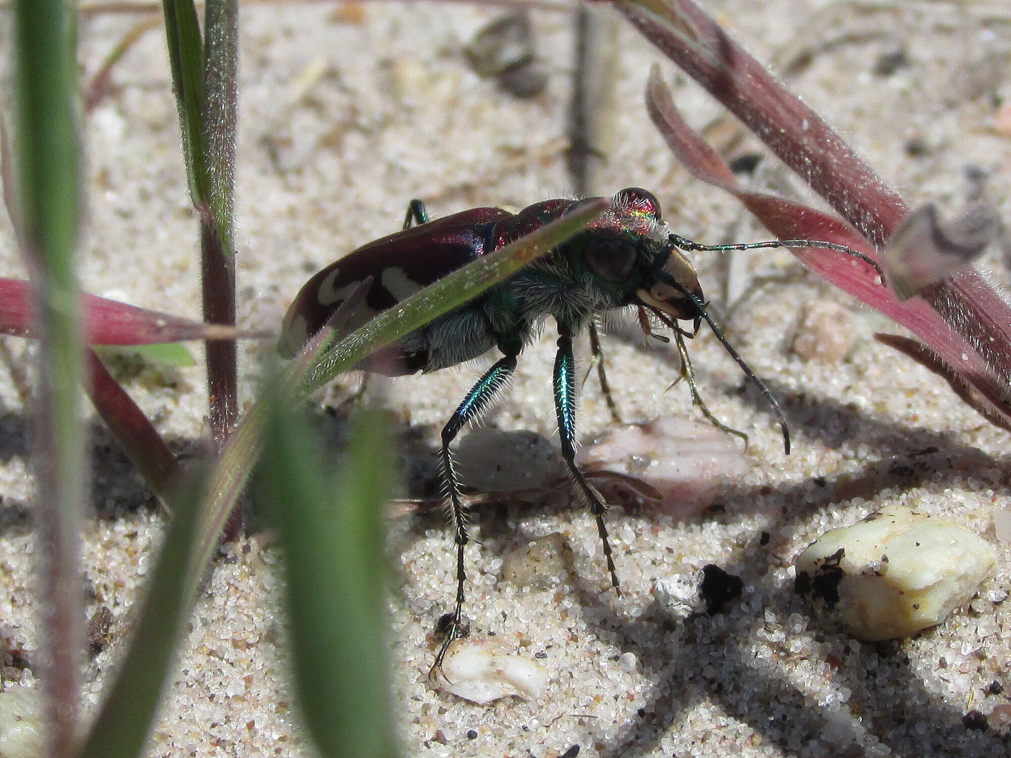 Image of Cicindela (Cicindela) lengi lengi W. Horn 1908