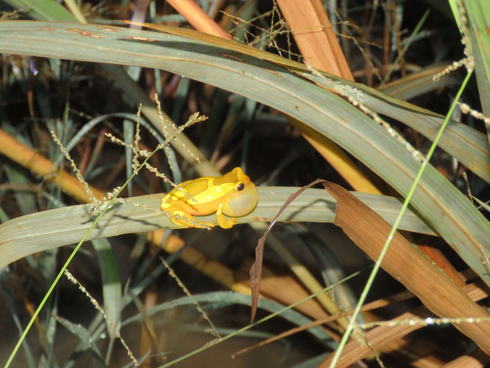 Image of Dendropsophus arndti Caminer, Milá, Jansen, Fouquet, Venegas, Chávez, Lougheed & Ron 2017