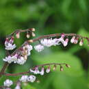 Слика од Maianthemum szechuanicum (F. T. Wang & Tang) H. Li