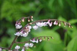 Слика од Maianthemum szechuanicum (F. T. Wang & Tang) H. Li