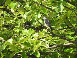 Image of Chinese Sparrowhawk