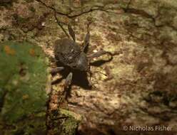 Image of Onidistus araneus Pascoe 1870