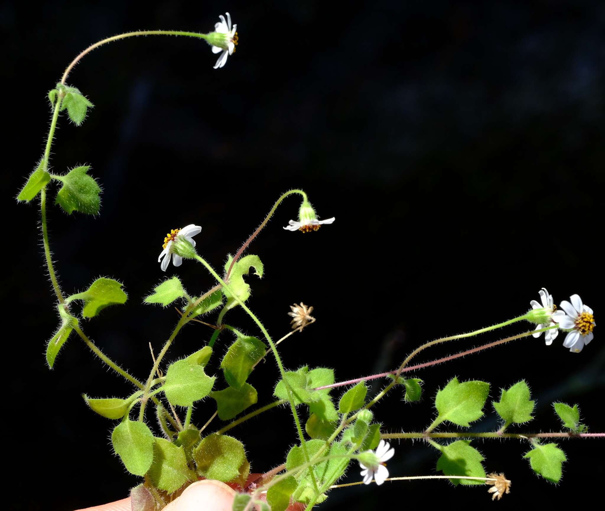 Image of Felicia cymbalariae (Ait.) H. Bol. & Wolley-Dod ex Adamson & Salter