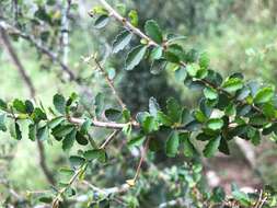 Imagem de Acalypha capillipes Müll. Arg.