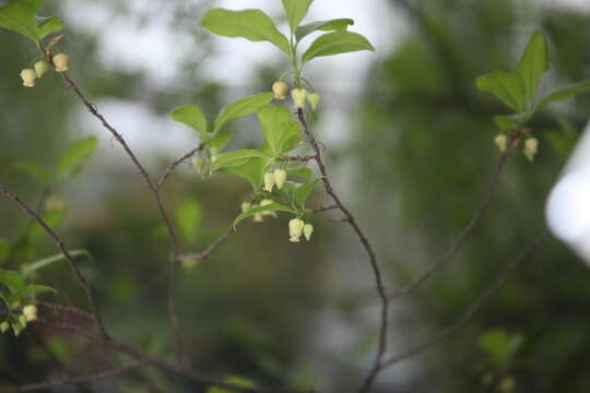 Слика од Diospyros rhombifolia Hemsl.