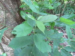 Image of Pleuranthodendron