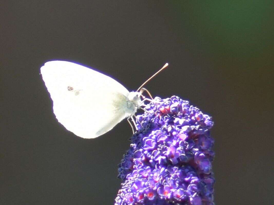 Image of Southern Small White