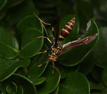 Image of Polistes bequaertellus Snelling 1983