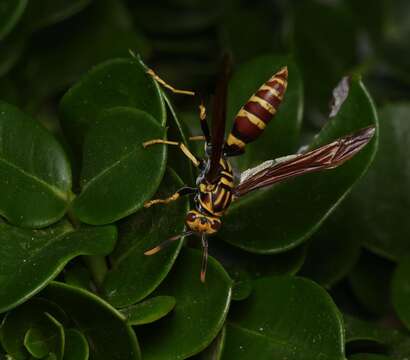 Image of Polistes bequaertellus Snelling 1983