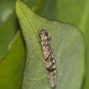 Image of Ypsolopha nemorella (Linnaeus 1758)