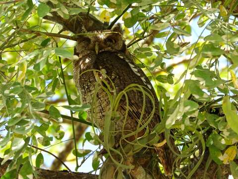 Image of Tropical Screech Owl