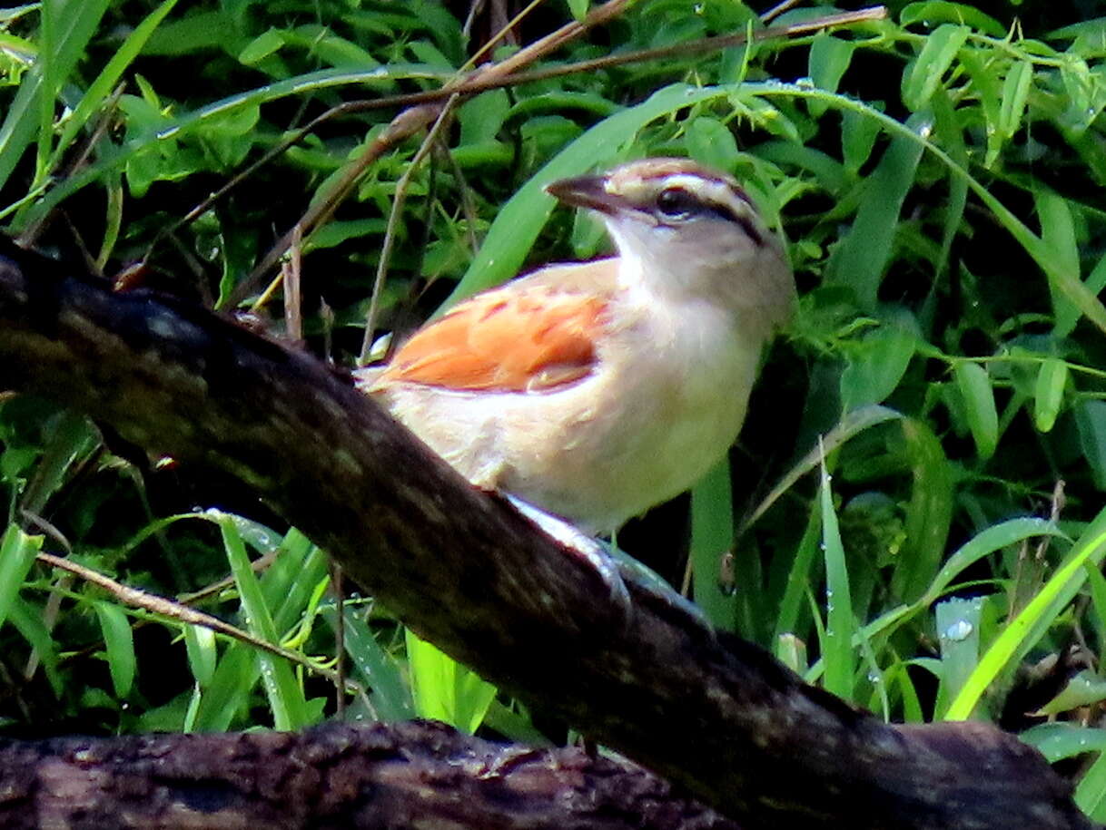 Tchagra australis australis (Smith & A 1836)的圖片