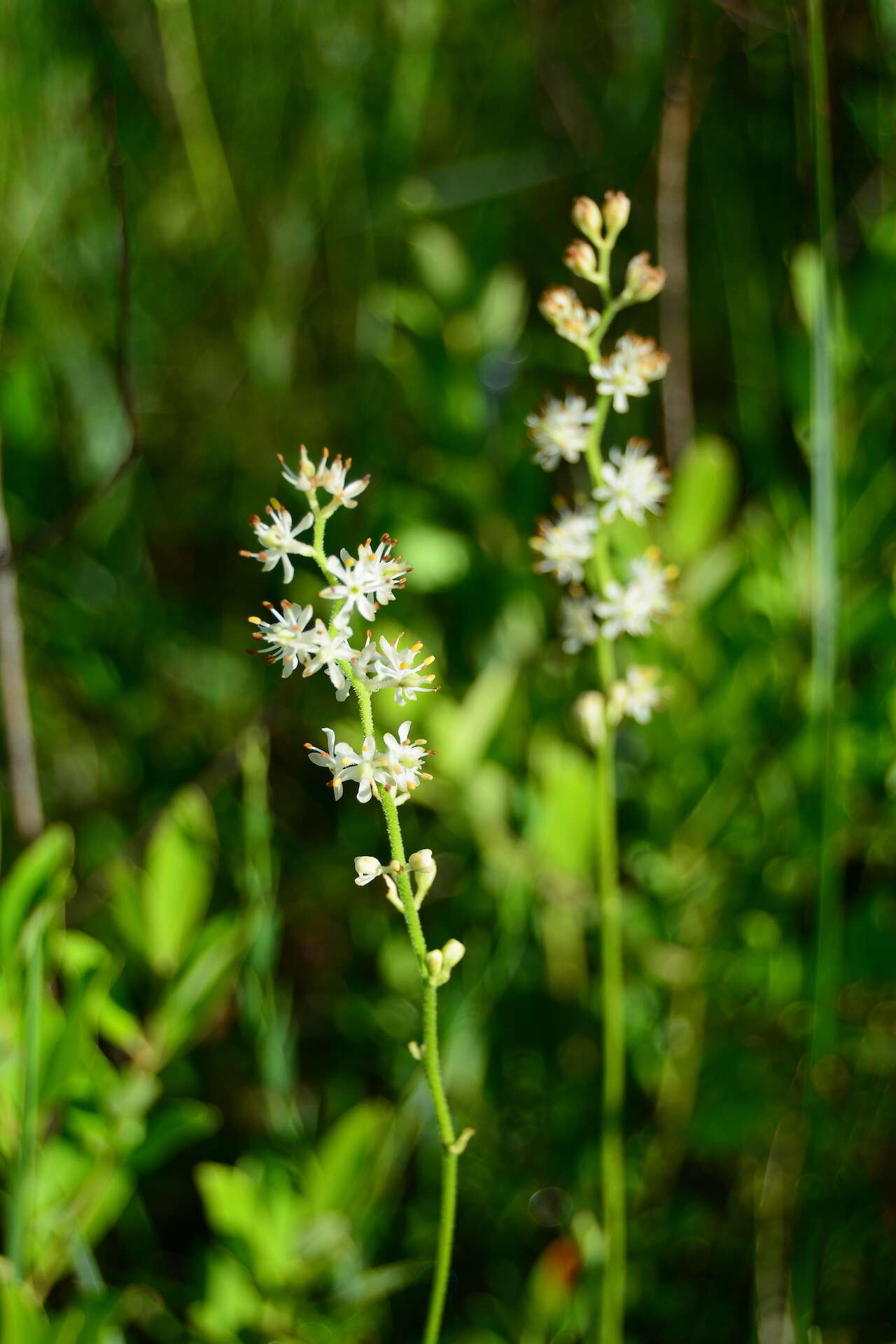 Image of coastal false asphodel