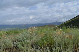 Image of Leontice leontopetalum subsp. ewersmannii (Bunge) Coode