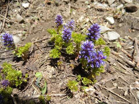 Image of featherleaf kittentails