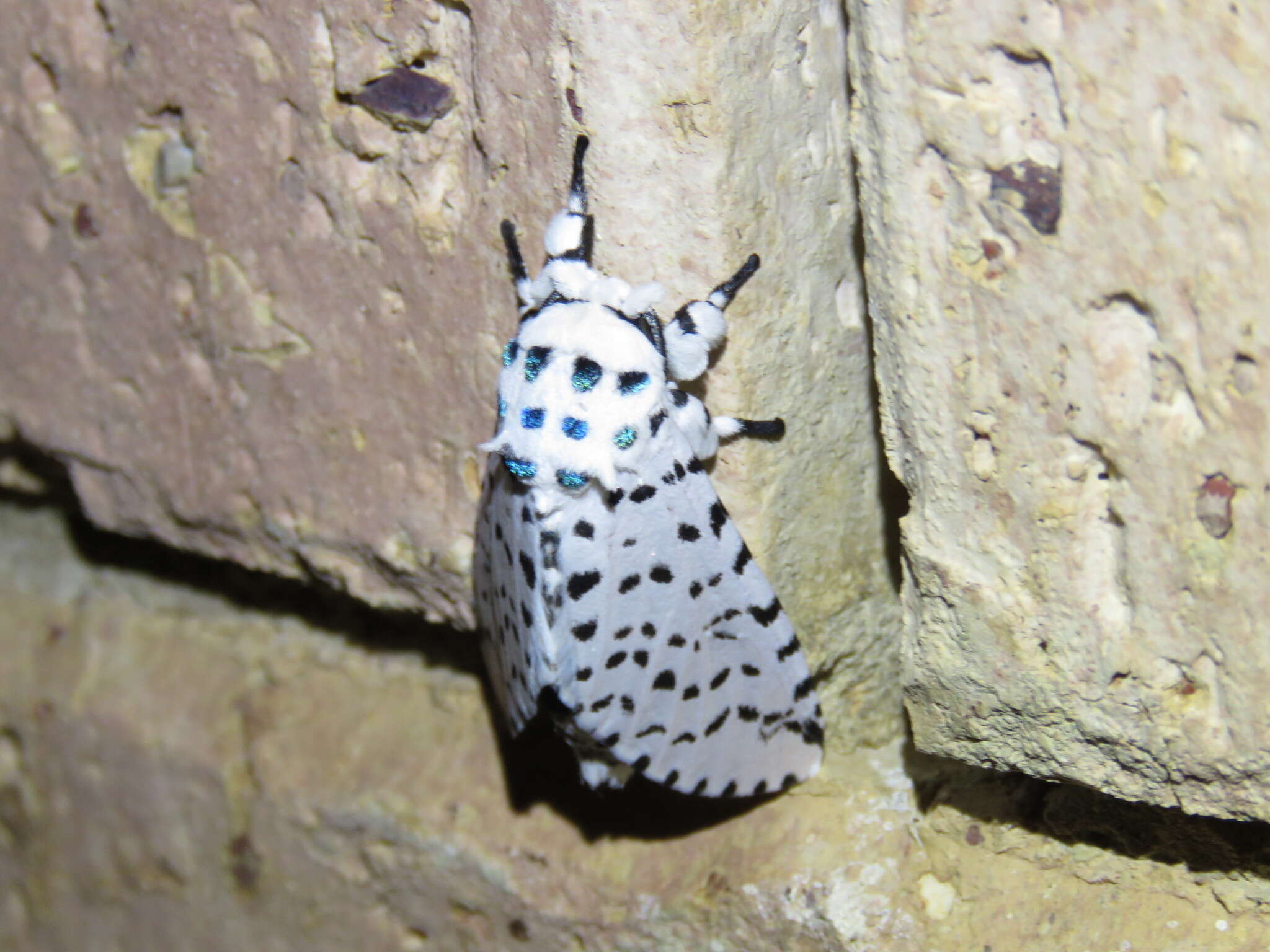 Image of Kamalia multipunctata