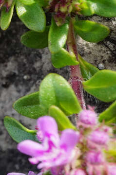 Imagem de Thymus odoratissimus Mill.