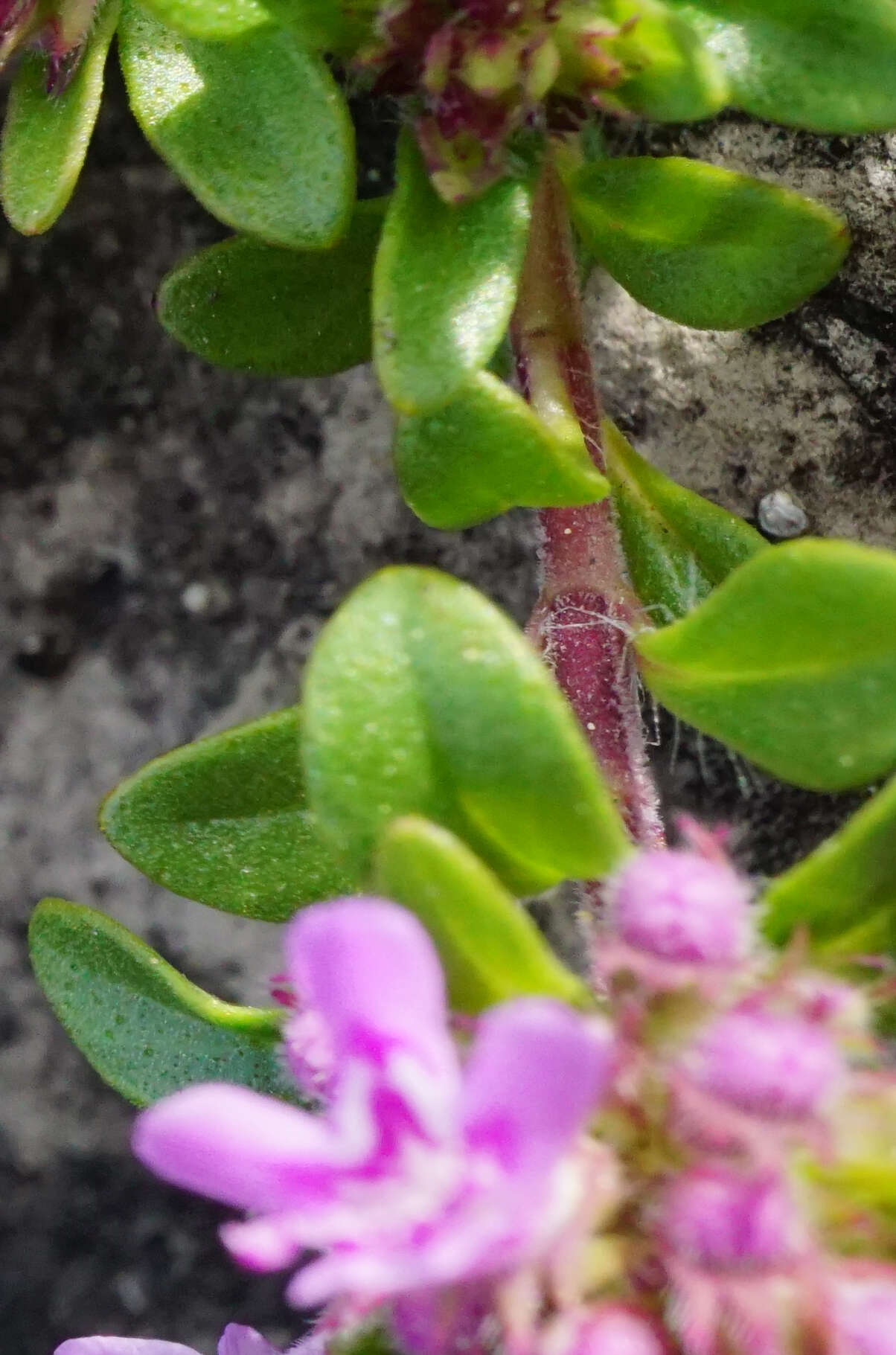 Imagem de Thymus odoratissimus Mill.