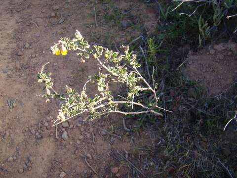 Image of Hermannia cuneifolia Jacq.