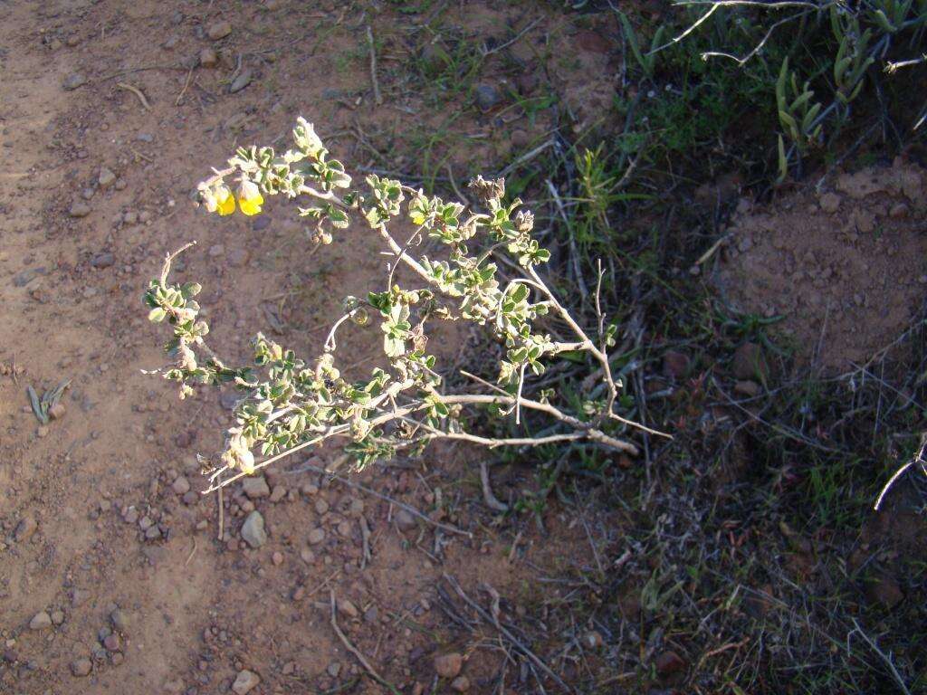 Image of Hermannia cuneifolia var. cuneifolia