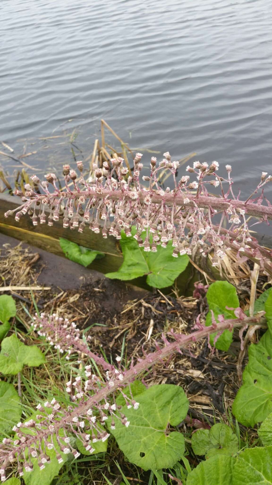 Image of pestilence wort