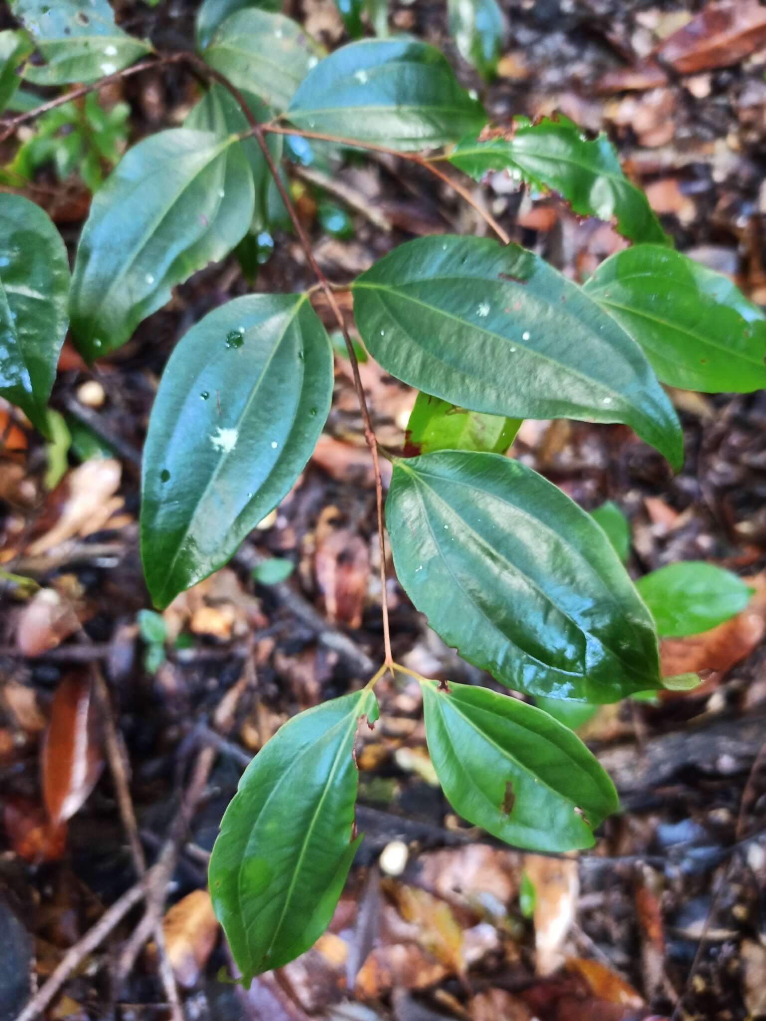 Rhodamnia acuminata C. T. White resmi