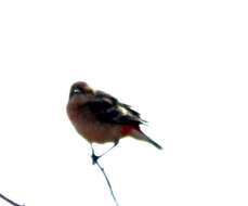 Image of Crimson Chat