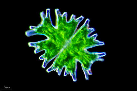 Image of <i>Micrasterias americana</i>
