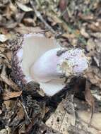 Image of Russula griseoviridis McNabb 1973