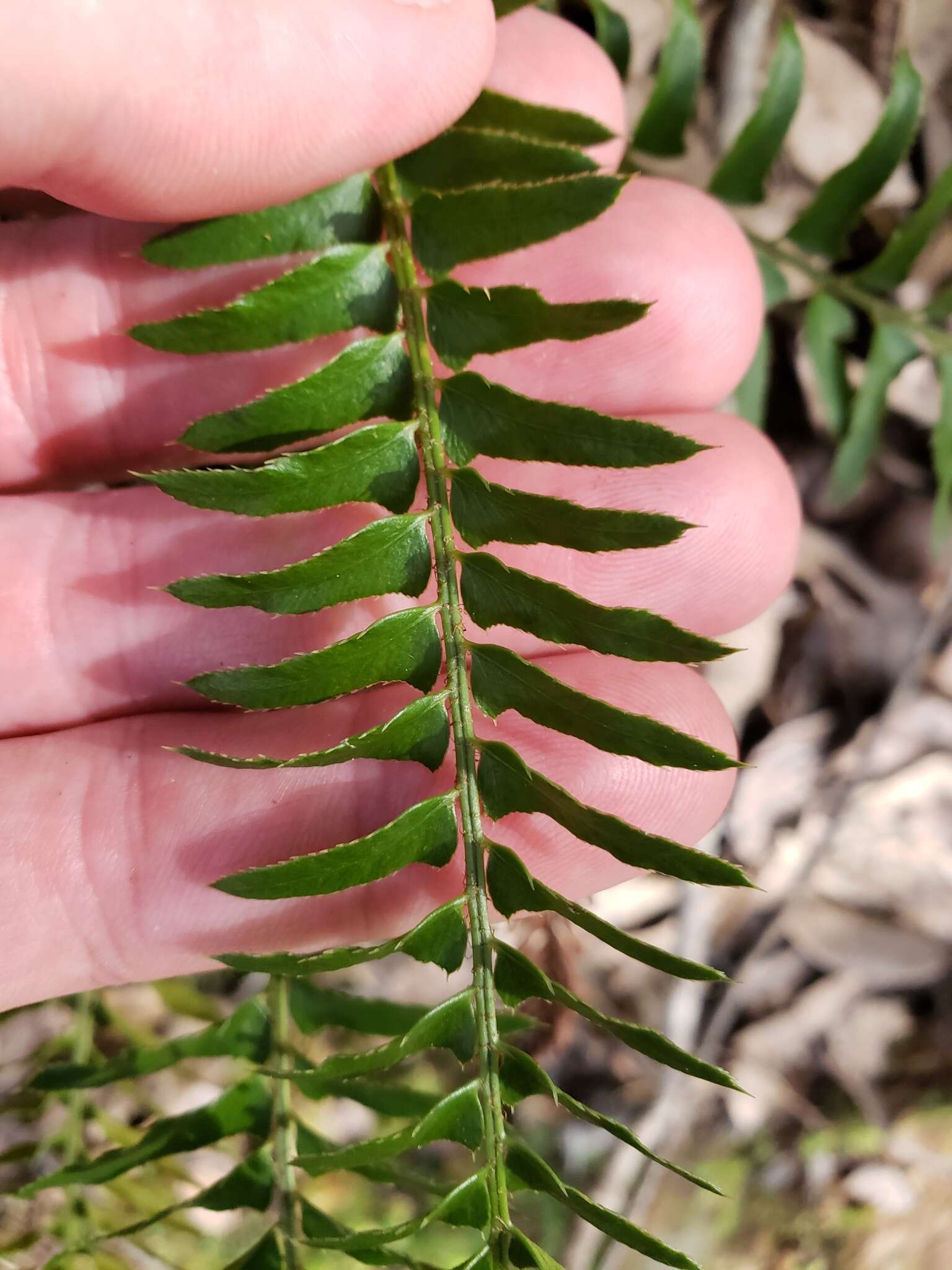 Image of narrowleaf swordfern