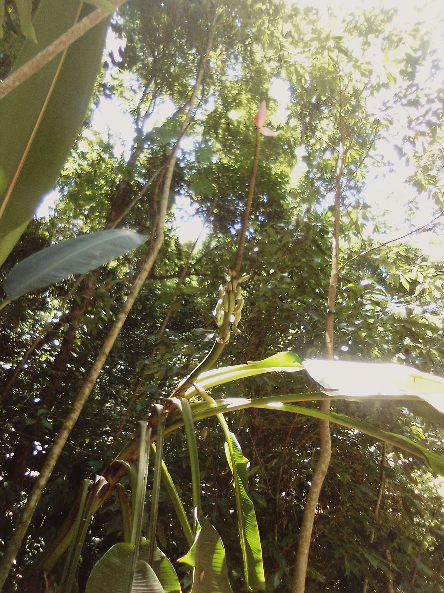 Image of Musa ornata Roxb.