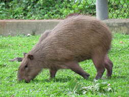 Image of Lesser Capybara