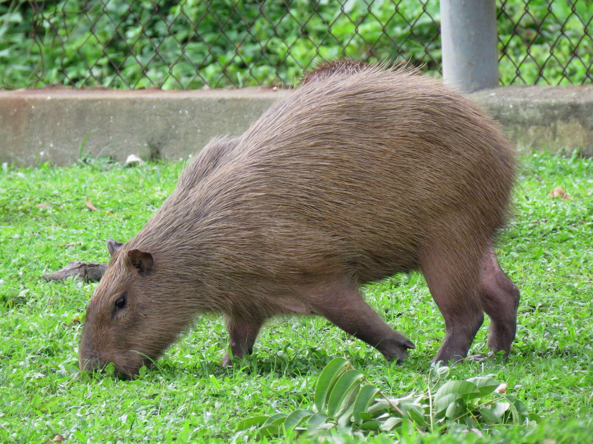 Image of Lesser Capybara