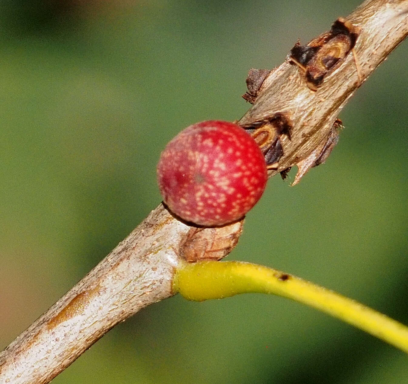 Image of Kokkocynips imbricariae (Ashmead 1896) Nieves-Aldrey, Nicholls, Tang, Melika, Stone, Pujade-Villar, Buffington, Maldonado & Medianero 2021