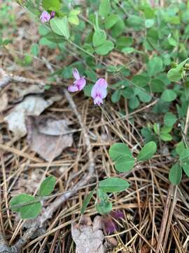 Image de Lespedeza repens (L.) W. P. C. Barton