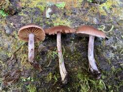 Слика од Cortinarius tortuosus (Fr.) Fr. 1838