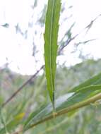 Image of narrowleaf willow