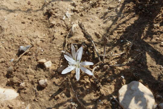 Image of Colchicum tuviae Feinbrun