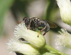 صورة Lepidomyia micheneri (Fluke 1953)