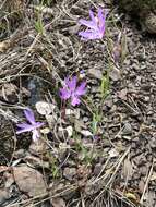 Plancia ëd Clarkia biloba subsp. biloba