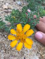 Image of Dyssodia decipiens (Bartl.) M. C. Johnston