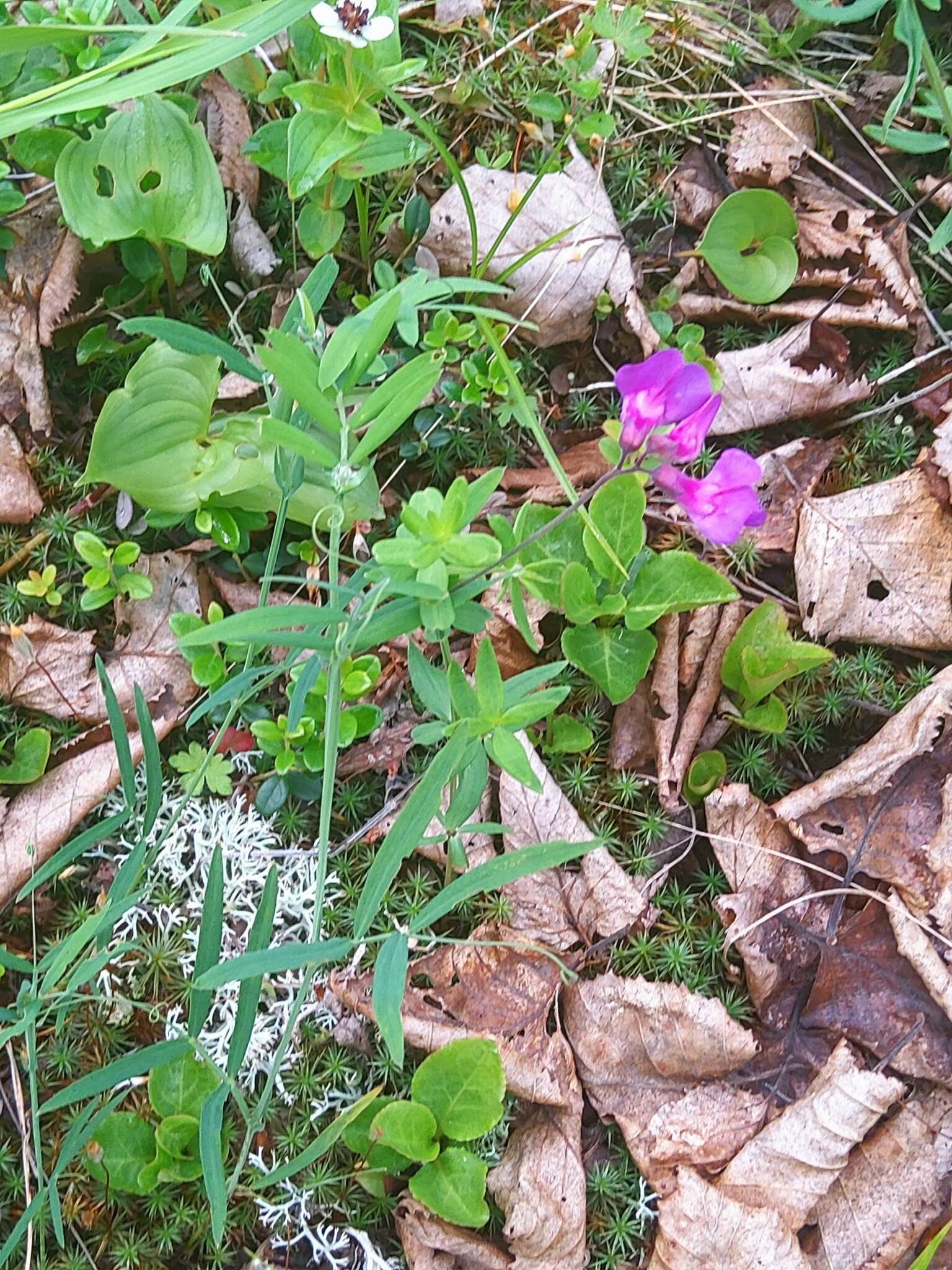 Imagem de Lathyrus palustris subsp. pilosus (Cham.) Hulten