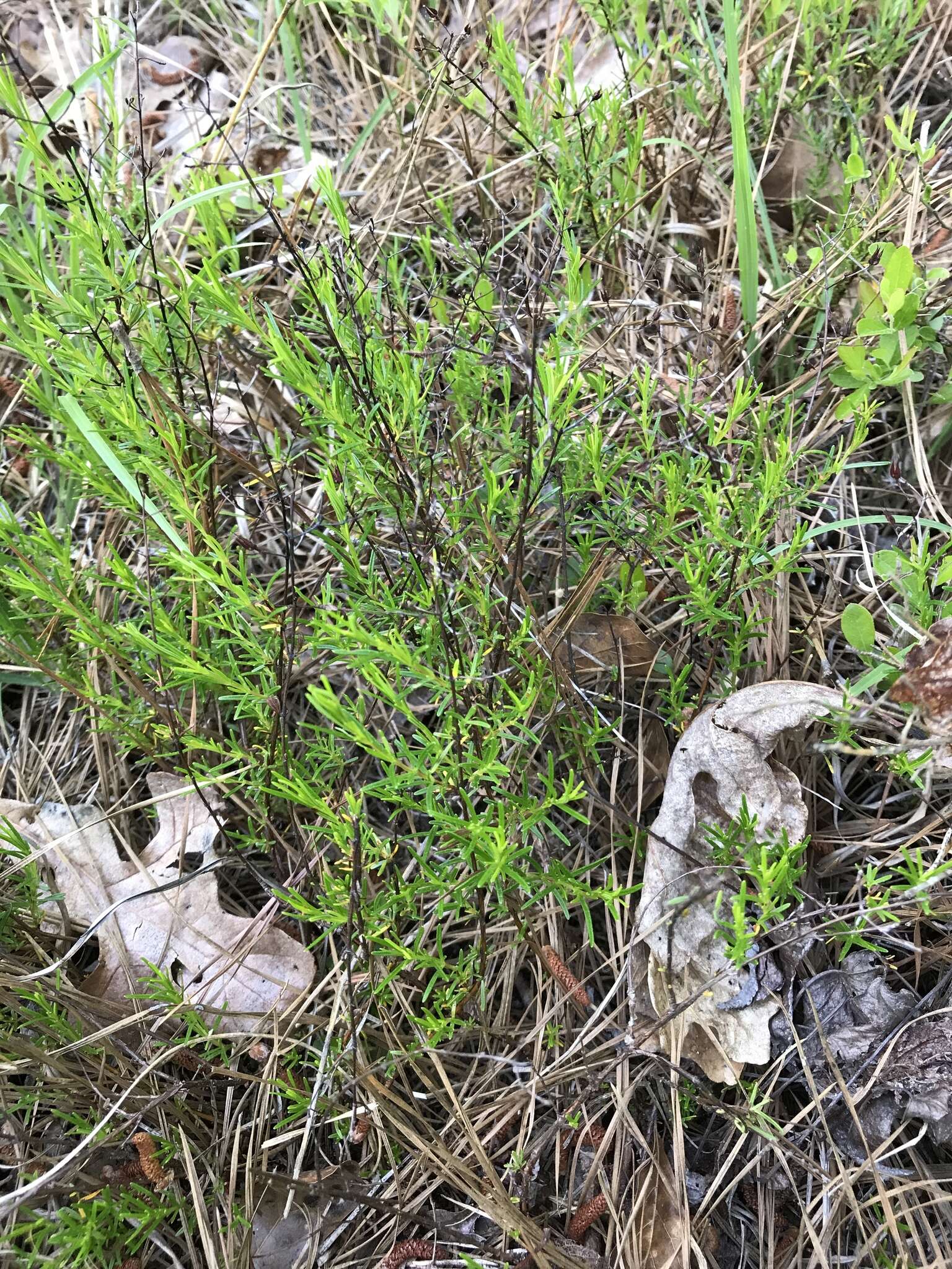 Image of sandhill St. Johnswort