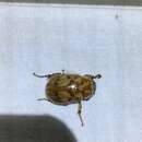 Cyclocephala fulgurata Burmeister 1847的圖片