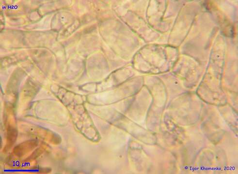 Image of Ionomidotis fulvotingens (Berk. & M. A. Curtis) E. K. Cash 1939