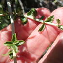 Stachys aurea Benth. resmi