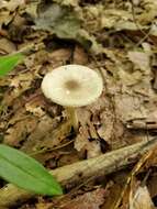 Image of Agaricus leptocaulis Kerrigan 2016